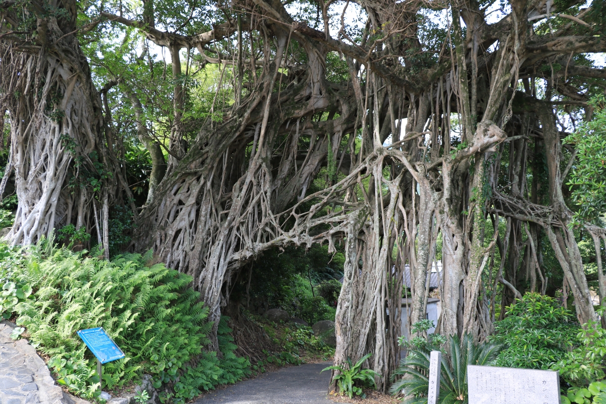 Nakama Banyan Tree