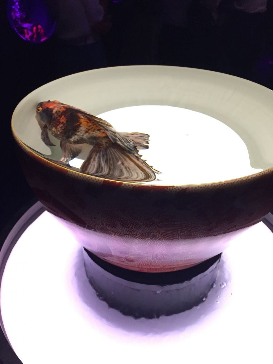 goldfish arita bowl
